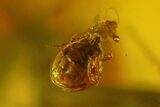 Fossil Ant (Formicidae) & Mite (Acari) In Baltic Amber #200157-1